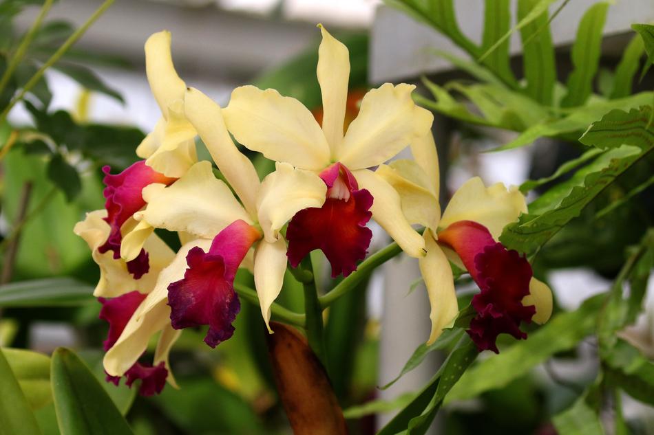 Fuchsia Orchids Flowers