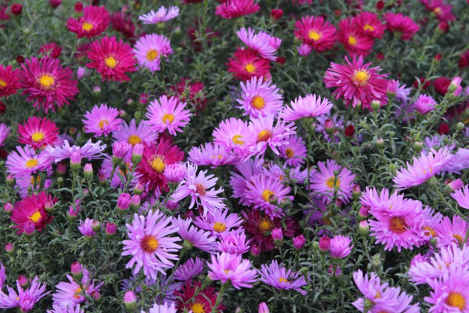 purple Marcinki Astra Flowers