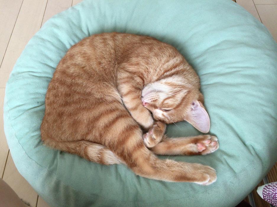 Cat Animal Cute