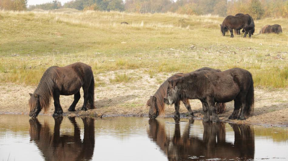 brown horses in the river