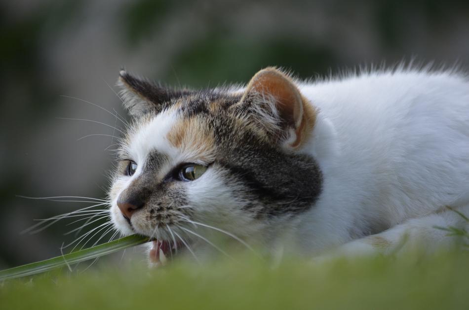 Cat Blade Of Grass Summer