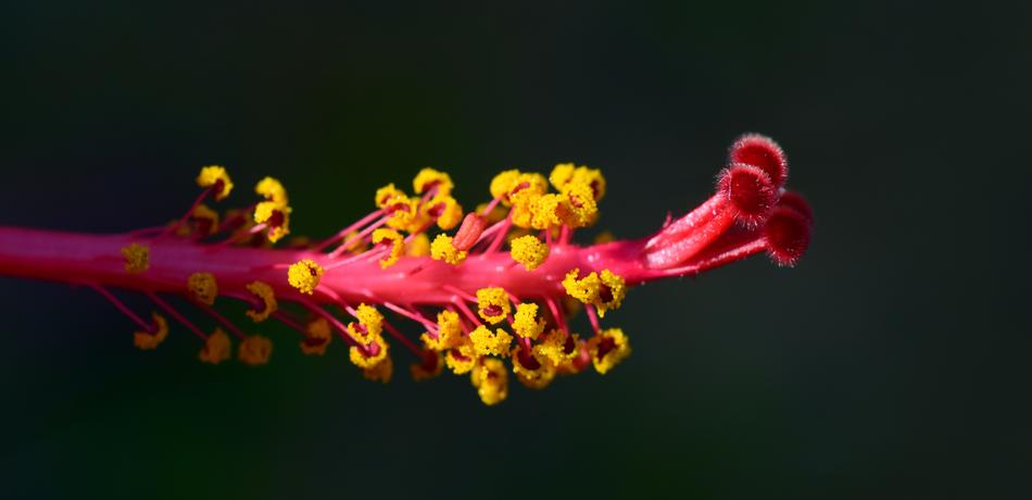 red stem in yellow flowers background