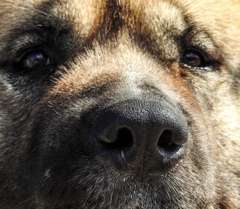 Dog Bear Animal