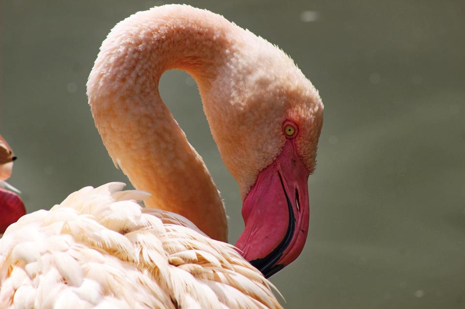Plameniak Bird