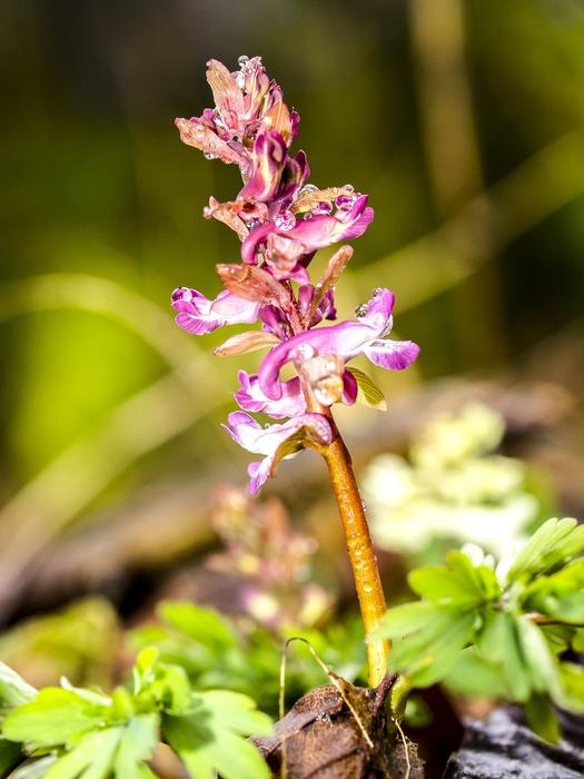 Corydalis Flower Plant in garden