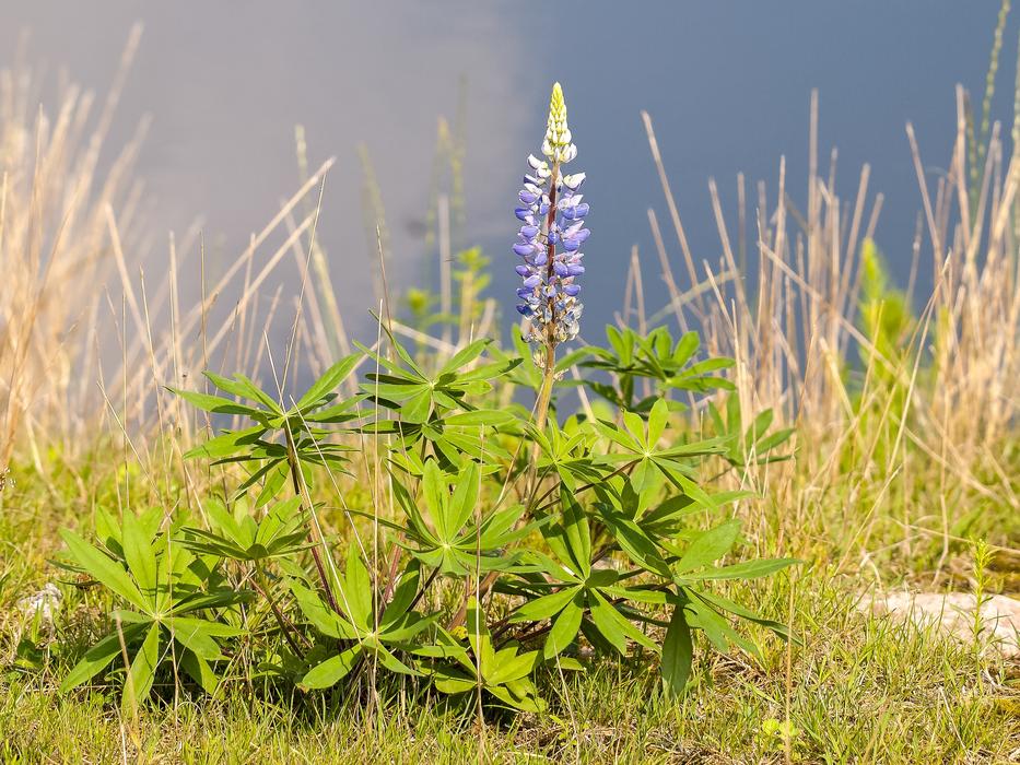 Lupine Flowers on bank