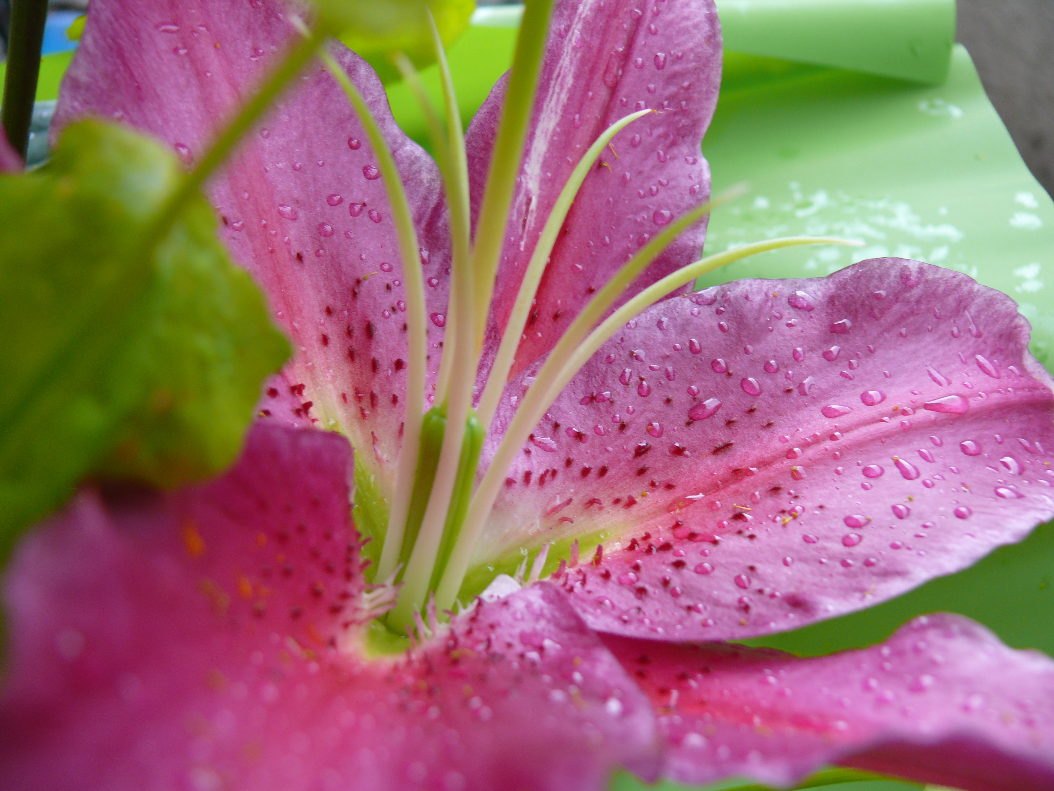 Цветок иранская Лилия