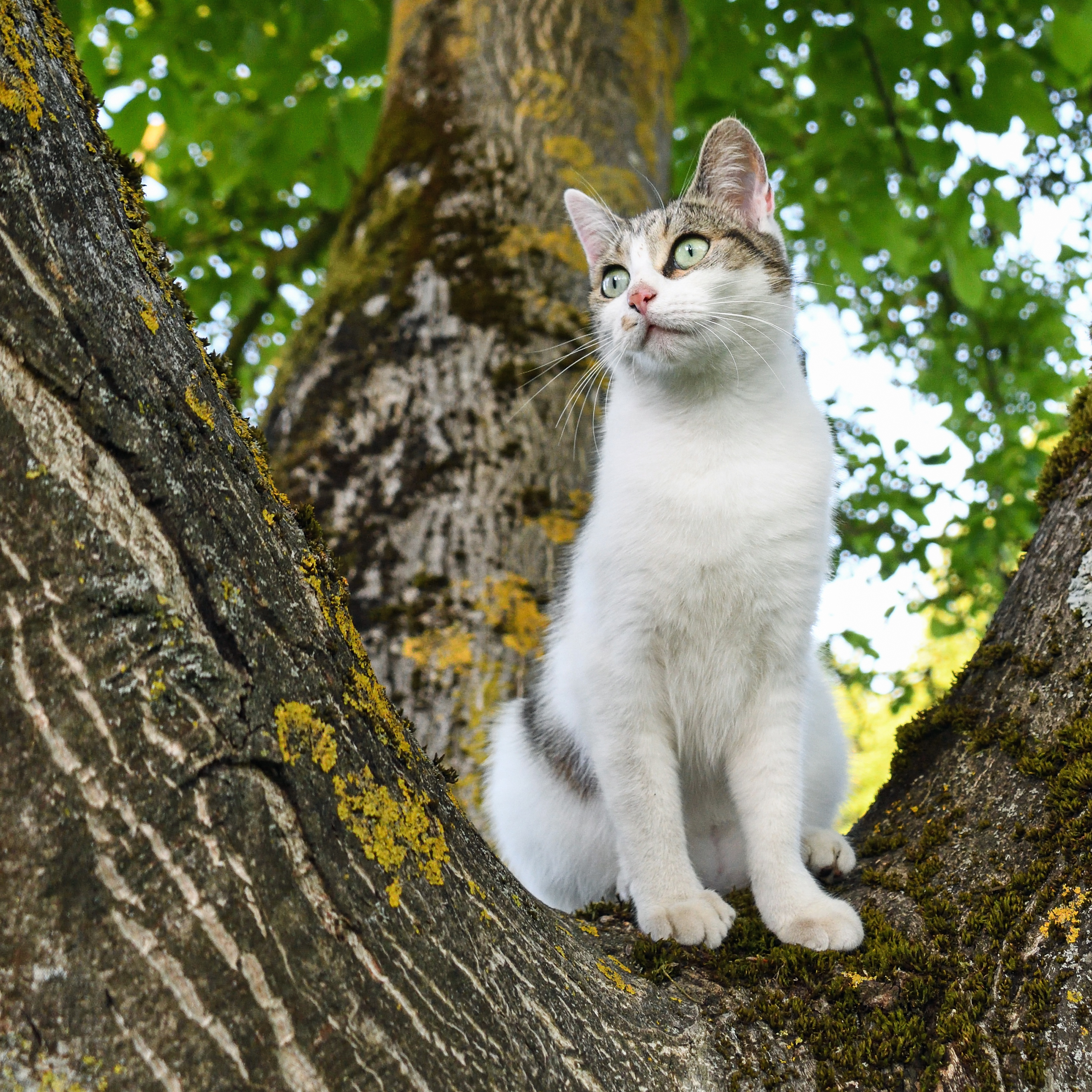 Кошка сидит. Кошки на дереве. Белая кошка на дереве. Бело серая кошка на дереве.