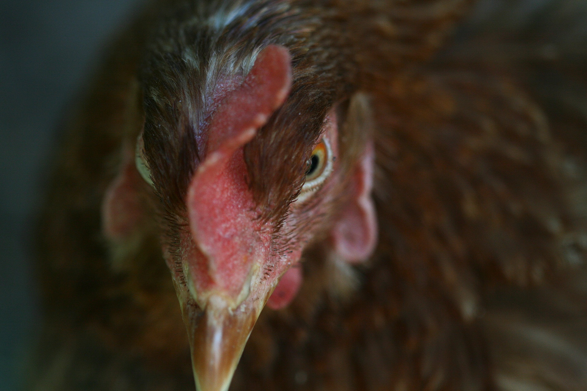 Hen Animal Portrait Of free image download