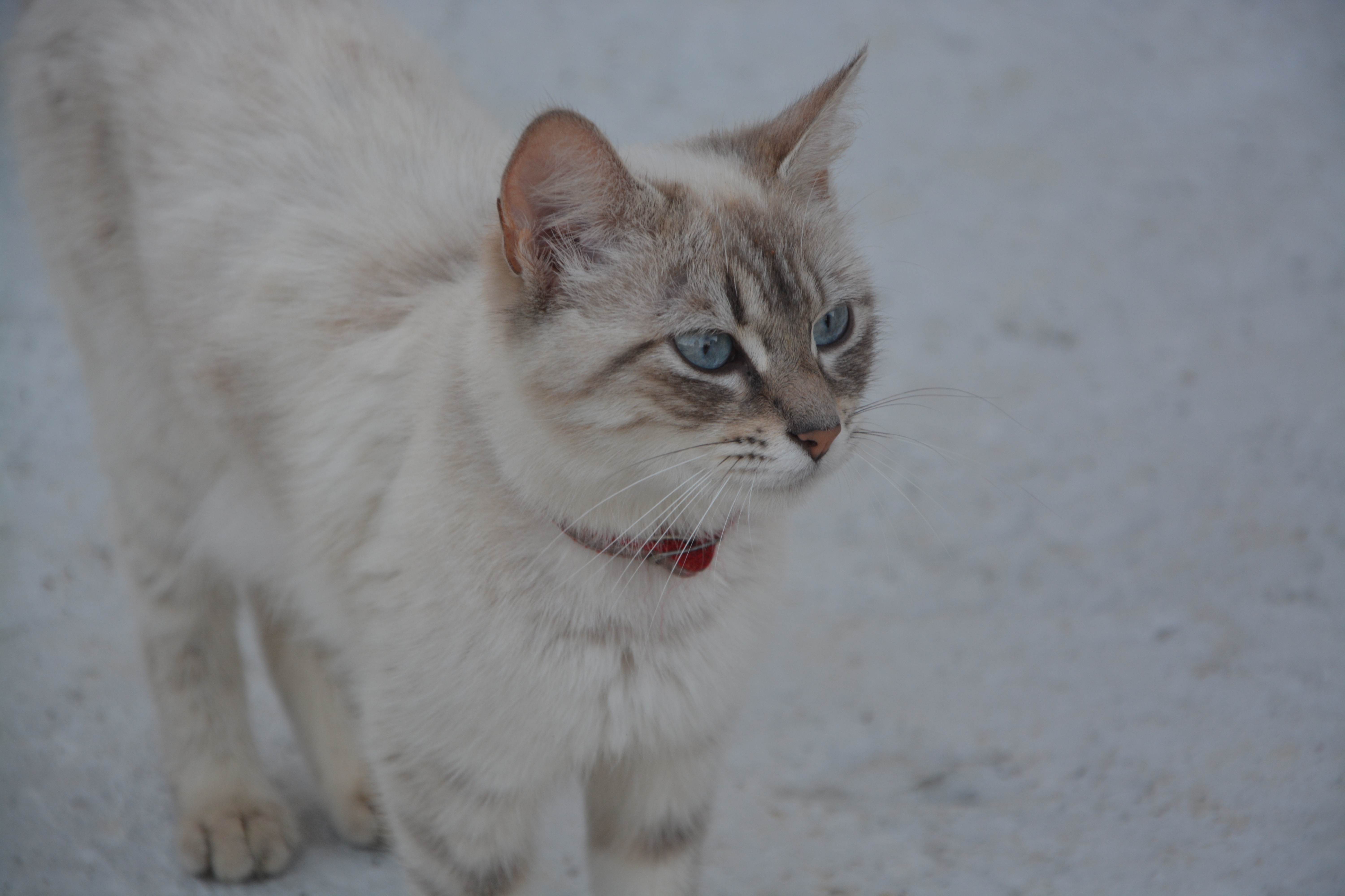 Кошка охос азулес
