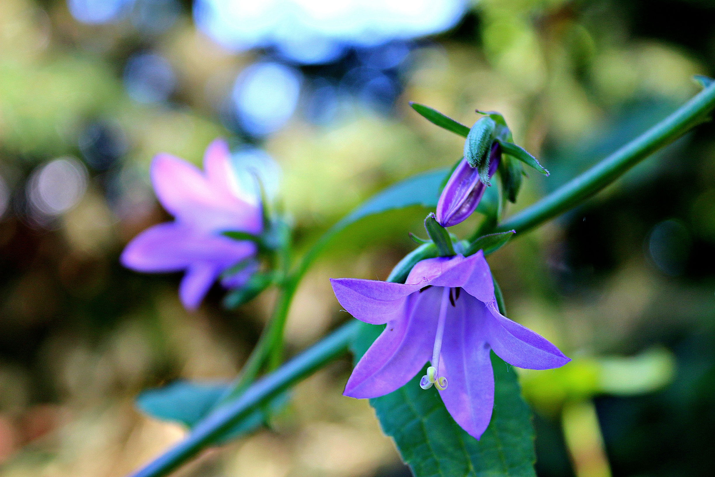 Bells Flowers Nature free image download