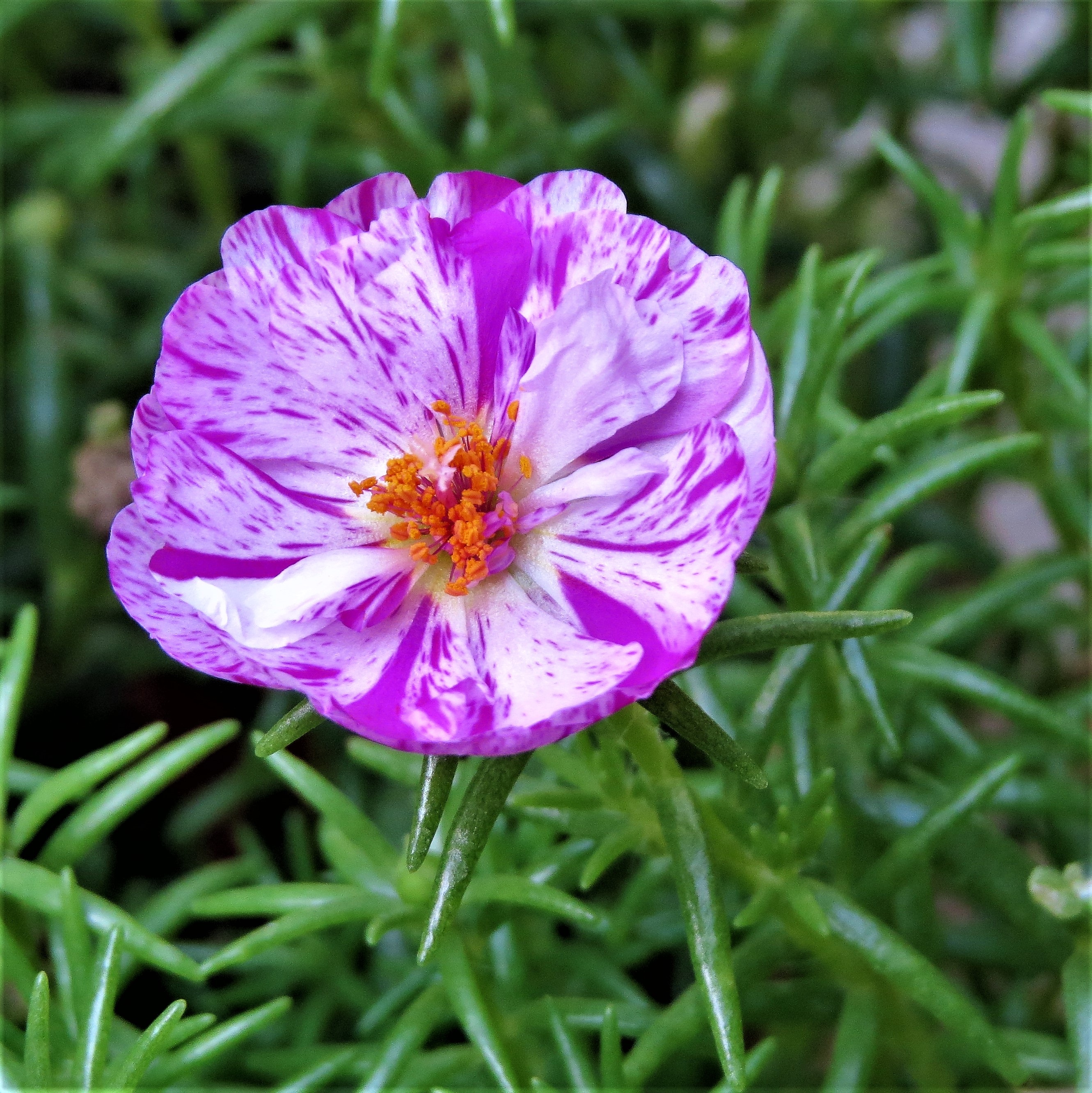 Flower Purple White free image download