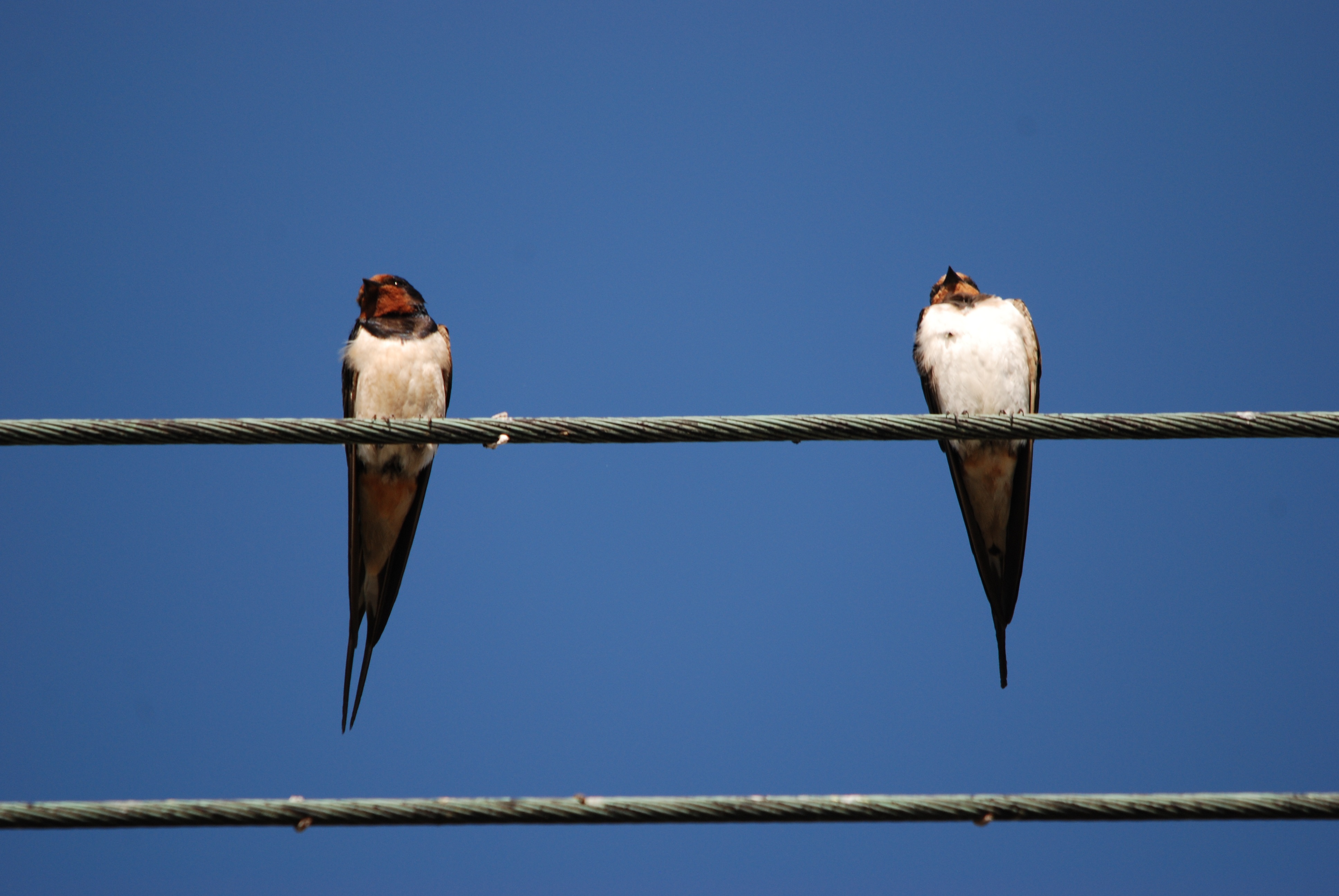 beautiful-swallow-bird-on-transparent-background-ai-generated-27146114-png