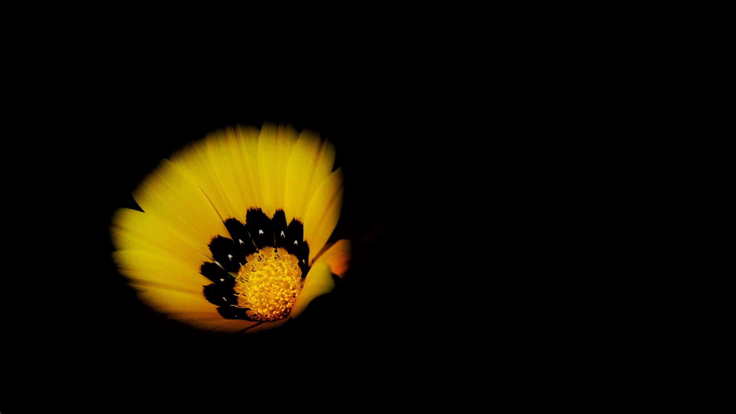 Yellow Petal Flower free image download