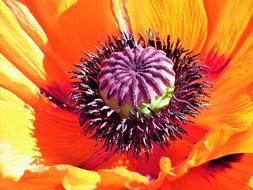 Flower Poppy Orange