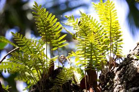 Plant Fern Nature