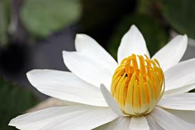 Water Lily Flower