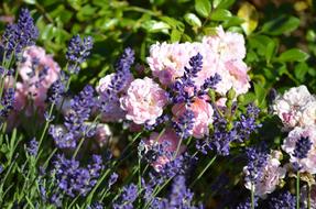 beautiful wildflowers in the garden