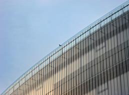 Crow Birds Prague Urban
