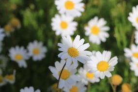 Daisy Green Flower