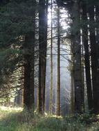 Forest Sunlight In