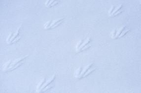 Penguin Footprints Wildlife