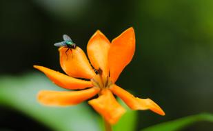 Flowers Flies Nature Gardenia