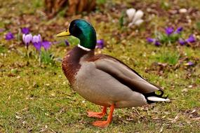 a nice green-headed duck