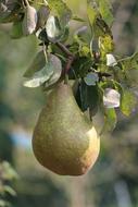 ripe sweet pear on a branch