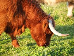 Beef Calf Highlands Scottish hochlandrind