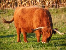 Beef Calf Highlands Scottish