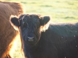 Beef Calf Highlands Scottish