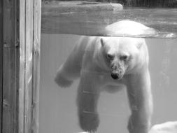 Bear Animal Ice Floe Wild