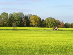 wooden house in the meadow