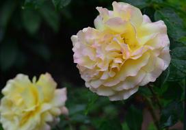closeup photo of yellow Rose Flower Blooming
