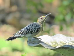 Bird Woodpecker