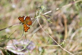 a little butterfly on a dry branch