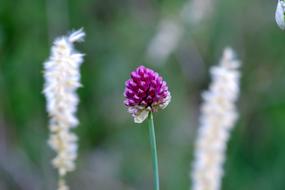 a beautiful purple wildflower