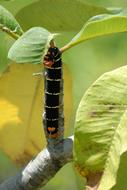 fat big caterpillar on the leaves