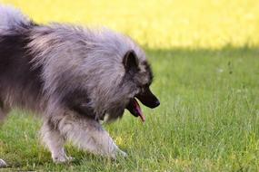 Keeshond Race Dog on meadow