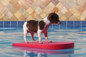 Dog Puppy in swimming Pool