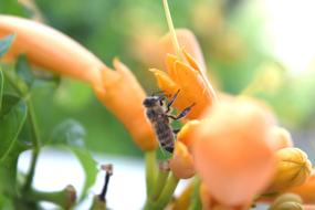 Bee on Flower at the Sunlight