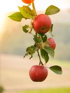 apples on a stem with foliage