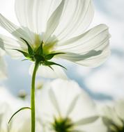 Cosmos Autumn Flowers