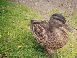 brown Duck And Mallard