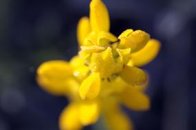 Chamomile Herbs Meadow