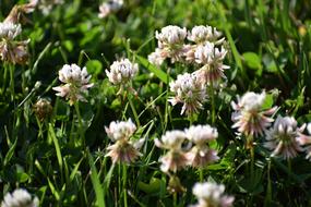 little white flowers in the grass