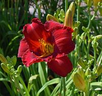 Red-Orange Daylily Lily Close-Up
