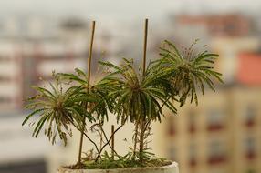 Flora Florez Nature Armenia