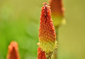 Panicles-Montbretie Flower Red